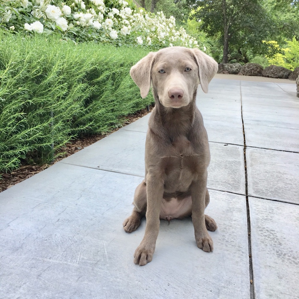 Meet your Posher, Ellie